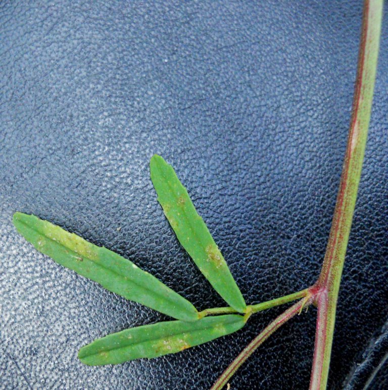 Trigonella altissima (=Melilotus altissimus) / Meliloto altissimo